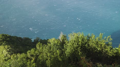 laurisilva forest. this type of forest contain a unique suite of plants and animals, including many endemic species and its confined to the madeira, azores and the canary islands.