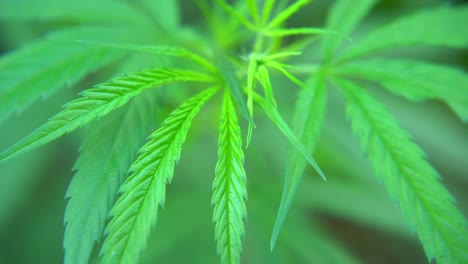 intoxicantes están hechos de las hojas de la planta de cannabis