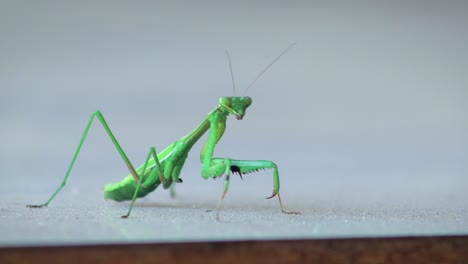 praying mantis with a missing leg, close up, daytime maffra, gippsland, victoria, australia