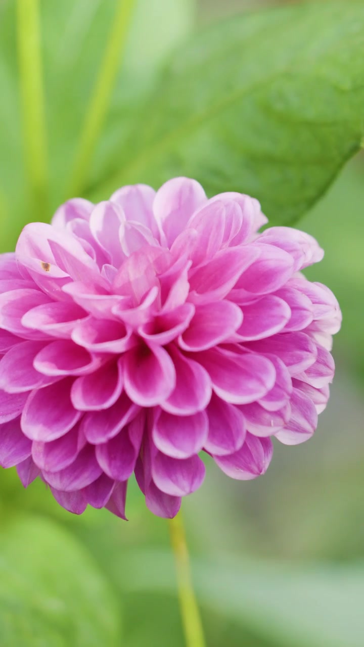 La telecamera si allontana dolcemente da una dalia rosa, rivelando uno sfondo di giardino verde in una luce diurna soffusa.