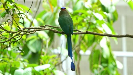 amazonian motmot with beautiful long tail, perched on tree branch in its natural habitat, wondering around its surrounding environment, close up shot