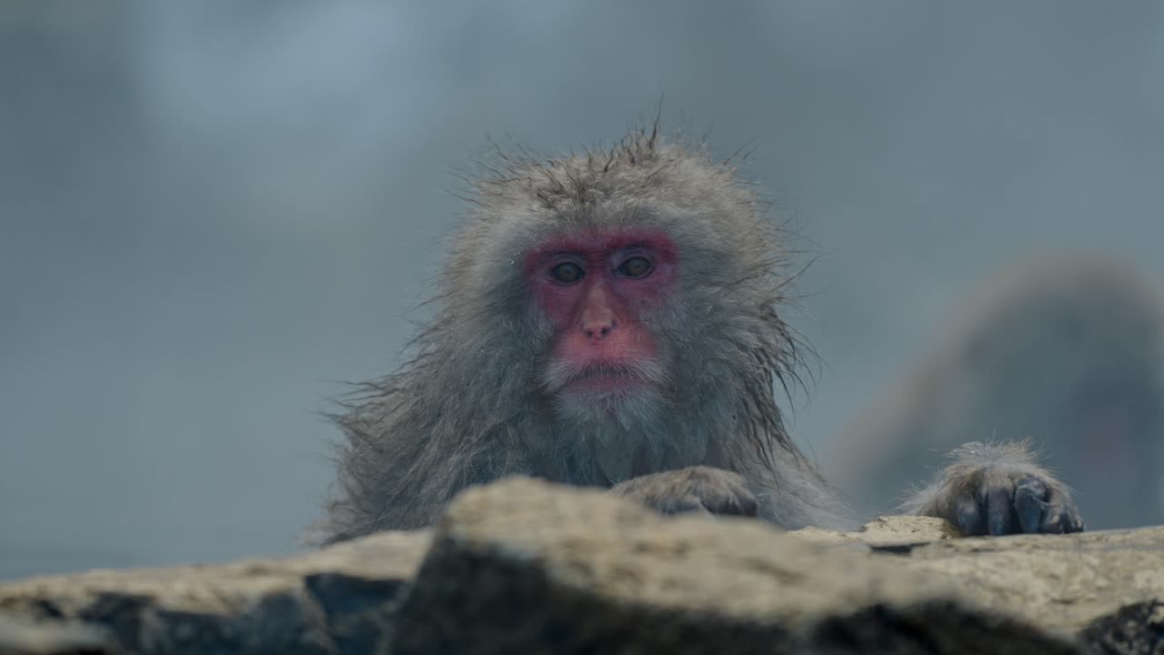 un clip tranquilo y cautivador de un mono de nieve empapado en las aguas cálidas de jigokudani onsen.