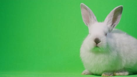white rabbit on green screen