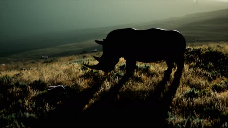 rhino standing in open area during sunset