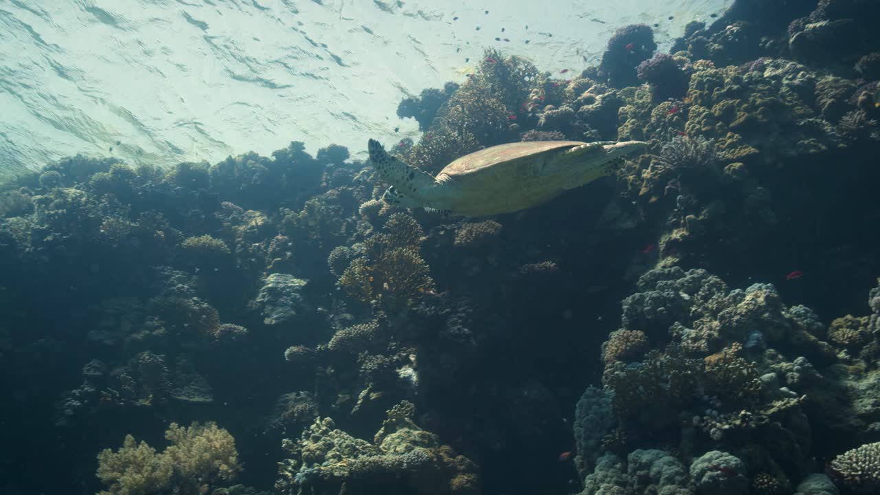 la tortuga verde nada a lo largo del arrecife de coral en la zona de caída en el mar rojo