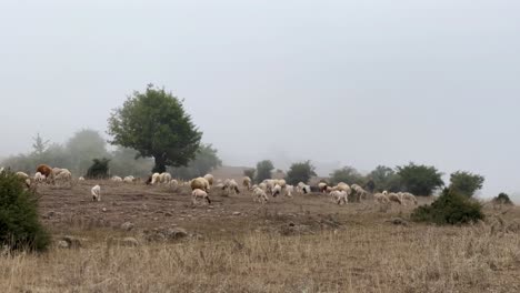 pastoreo de ovejas en las tierras altas de montaña clima frío y brumoso a finales de la temporada de verano pastores mueven el ganado animal en las colinas pastoreo concepto de alimentos orgánicos frescos lácteos vida saludable campo iran gilan nómada