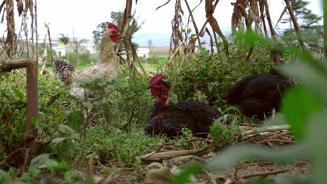 Pollos-Sin-Plumas-En-La-Hierba-Del-Jardín