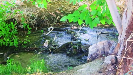 Nevada-Feuchtgebiete-Und-Sommerwaldbach