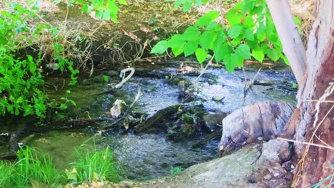 nevada wetlands and summer woodland stream
