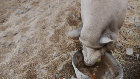 A-large-gray-boar-eats-from-a-bowl.-Top-view