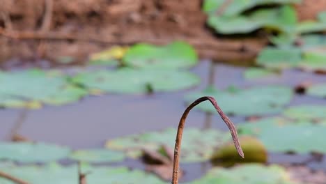 Ein-Kleiner,-Sich-Schnell-Bewegender-Vogel,-Der-Fast-überall-Auf-Der-Welt-Zu-Finden-Ist-Und-Die-Meiste-Zeit-Herumfliegt,-Um-Kleine-Insekten-Zu-Fangen