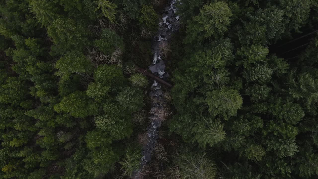hermosas imágenes aéreas de 4k 60 fps de un bosque del noroeste del pacífico con un arroyo que fluye a través de él y un puente que conecta ambos lados