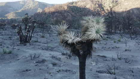 post-wildfire desert landscape with yucca plant
