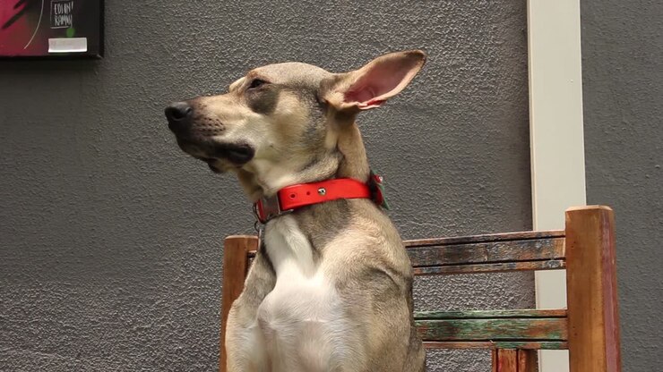 Relaxed female dog sitting on a chair