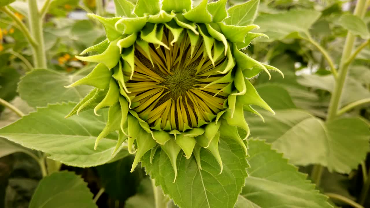 girasoles jóvenes de primer plano, girasoles balanceándose en el viento