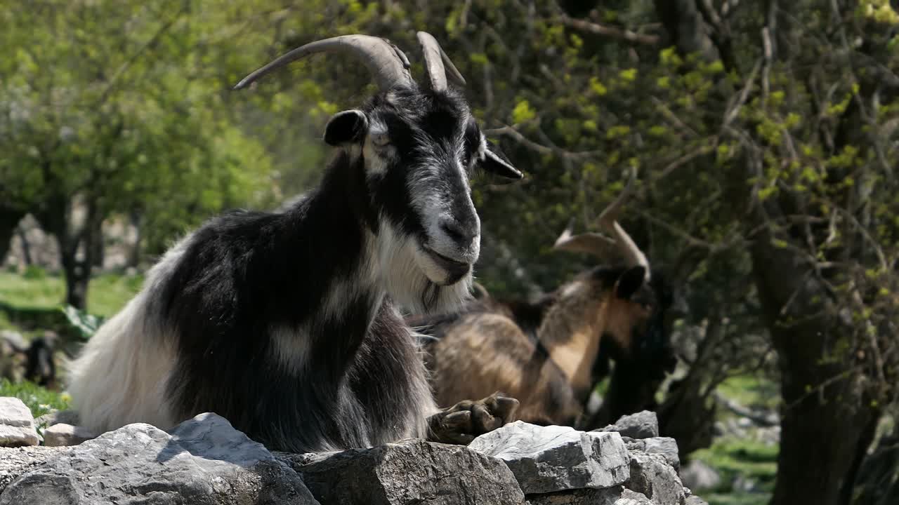 cabras con cuernos descansando y masticando en la pared de piedra, agricultura, campo