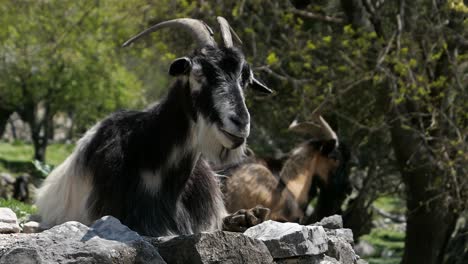 Goats-with-horns-resting-and-chewing-on-stone-wall,-farming,-countryside