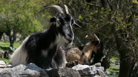 goats with horns resting and chewing on stone wall, farming, countryside