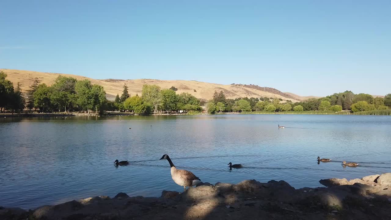 Waterfowl swimming in a lake, Hellyer Park, San Jose, California