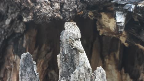 lagarto - esperando - comida - árbol - oro