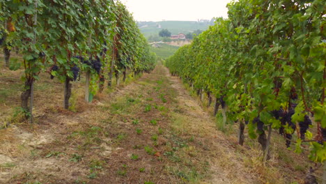 uvas de vino tinto en el campo de la agricultura de viñedos
