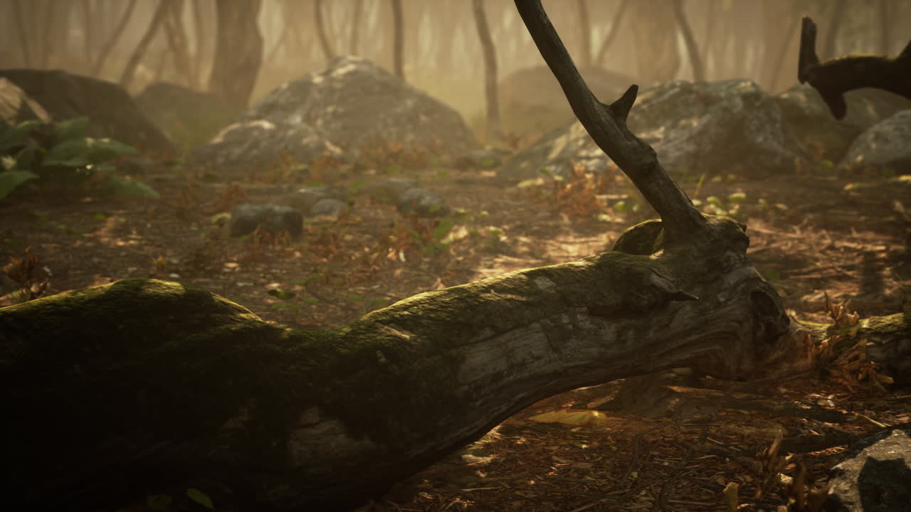 Sunrays in a forest on a hazy morning