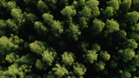 Antena-De-Un-Exuberante-Bosque-De-Pinos-Verdes