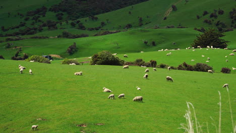 Scenic-countryside-with-flock-of-sheep-in-New-Zealand,-static-view