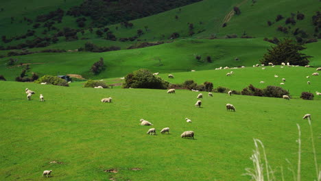 scenic countryside with flock of sheep in new zealand, static view