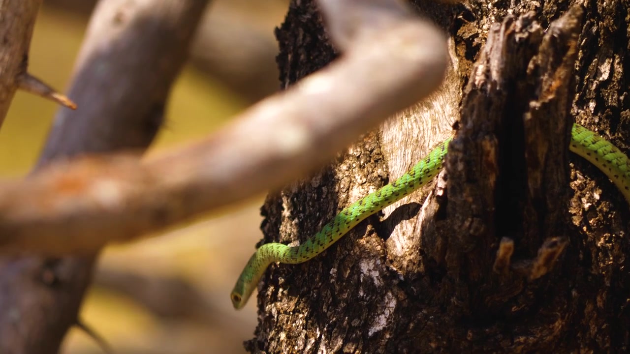 A green spotted bush snake slithers through dry, tangled tree branches.