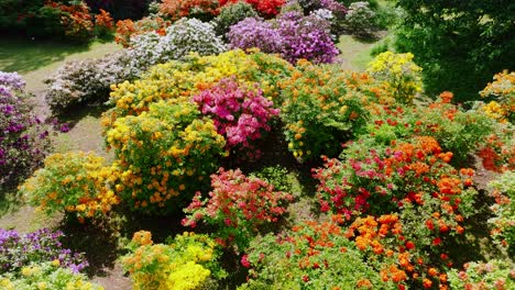 color-rich rhododendron grove in botanical garden glowing in sunlight from above