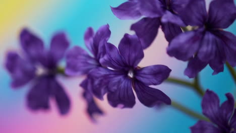 purple flowers with vibrant bokeh background