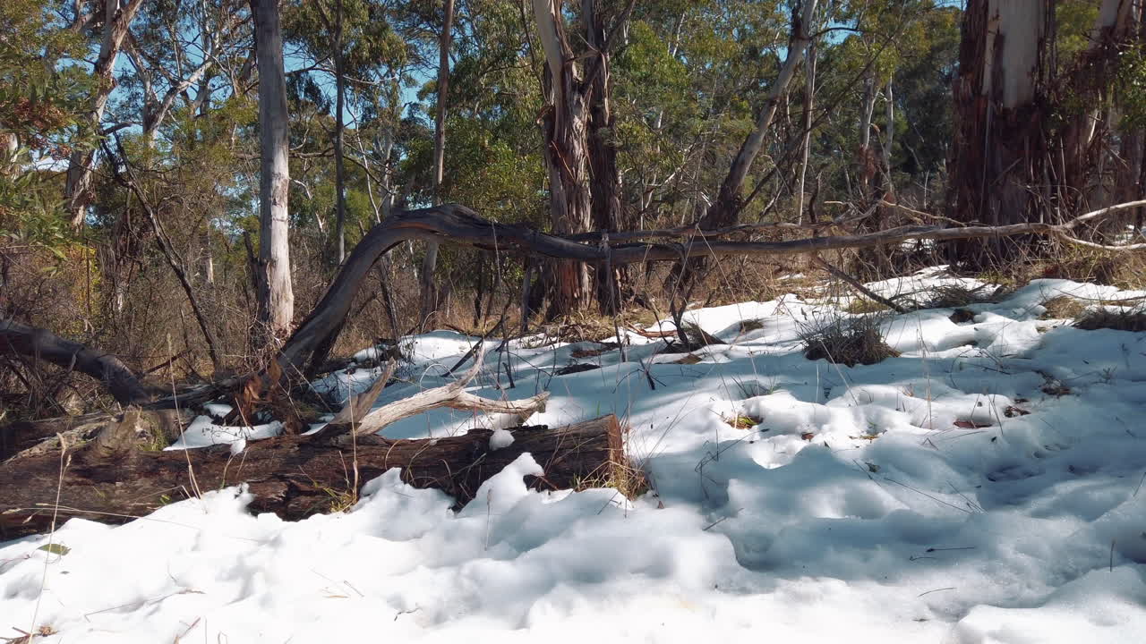 Natural scene of forest floor covered in snow, winter conditions in Australia