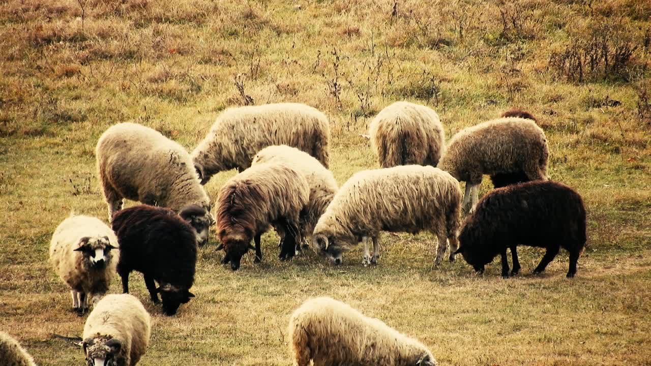 rebaño de ovejas comiendo hierba en el campo