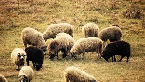 Herd-of-sheep-eating-grass-in-the-field