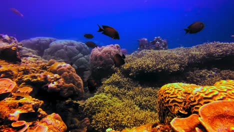 underwater static view of tropical fishes swimming in healthy coral reef