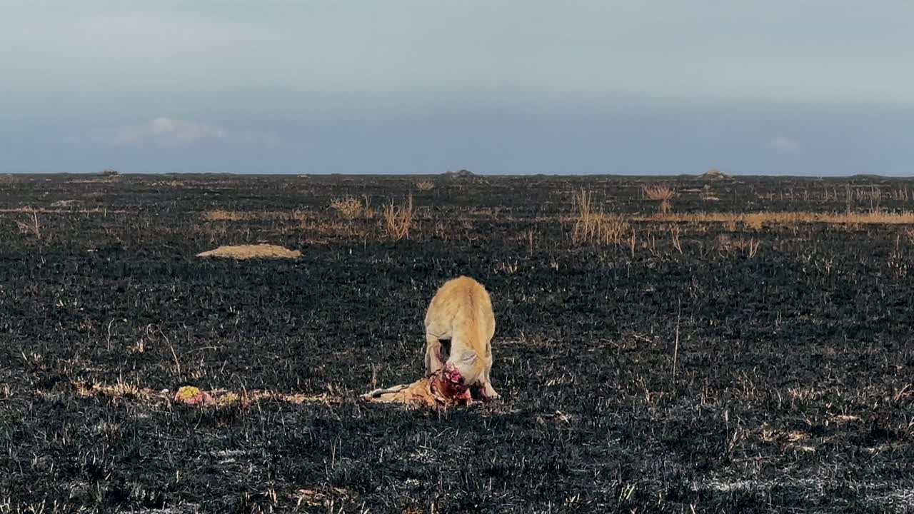 Spotted hyena (Crocuta crocuta) eating Thomson's gazelle (Eudorcas thomsonii) in a savanna with burnt grass after a wildfire in Serengeti National Park, Tanzania