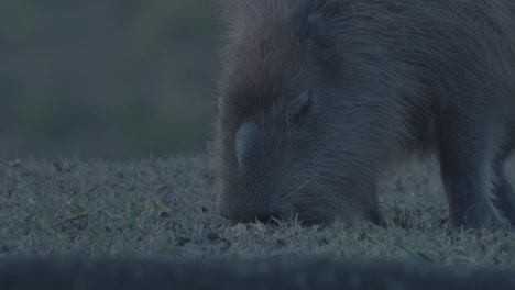 Männlicher-Capybara-Mit-Duftdrüse-Auf-Seinem-Gesicht,-Das-Gras-Frisst