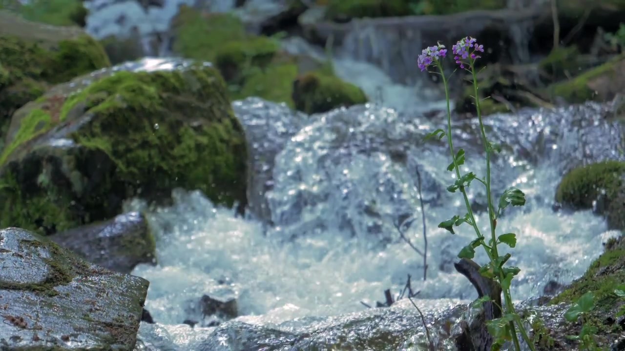 Purple wildflower stands near sparkling slow motion creek water and mossy rocks creating fresh spring nature wellness ecology and outdoor background imagery