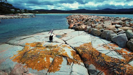 Bay-Of-Fires-Drone-Flys-Towards-Pelican-in-Tasmania,-Australia