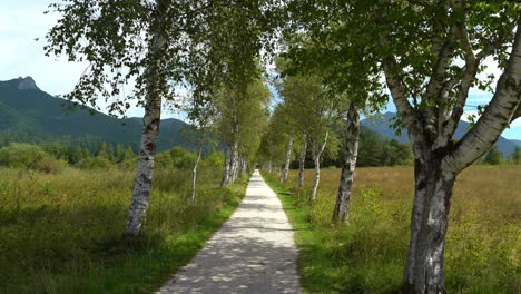 birkenstraße in der nähe der kurstadt bad ischl