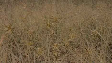 Spinifex-Littoreus-Grass---Ravan’s-Mustache-On-The-Beach---Lennox-Head,-NSW,-Australia