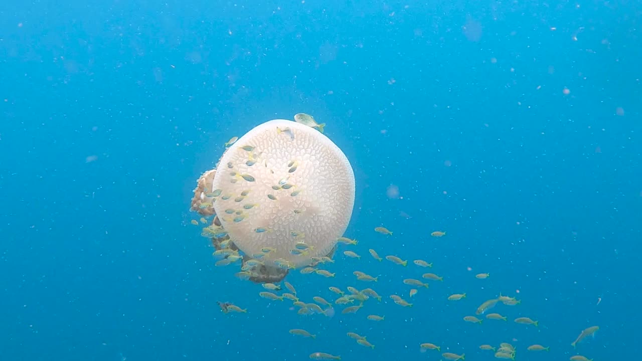Jelly fish house in slow motion 75%. Fish using jelly for shelter and protection from predators.