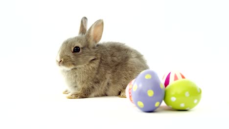 huevos de pascua y conejo de pascua