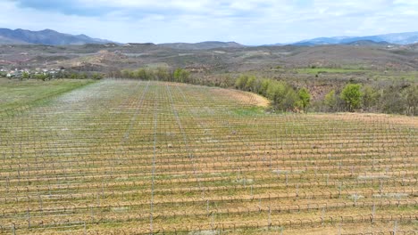 Aerial-shot-of-vineyard-located-on-the-countryside