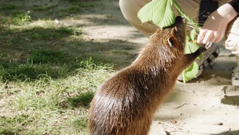 a tourist  feeds leaves to a friendly nutria