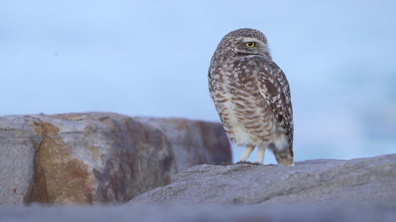 Nahaufnahme eines Kaninchenkauzes (Athene cunicularia) auf Küstenfelsen mit dem Atlantischen Ozean im Hintergrund. Einheimische südamerikanische Eule in ihrem natürlichen Lebensraum entlang der Küste von Buenos Aires Pr.