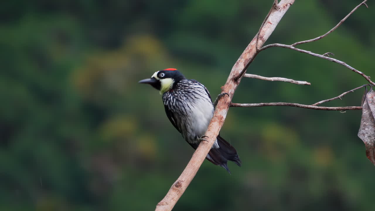 A gorgeous colorful Acorn Woodpecker bird on a branch, staying for a while, then flying away