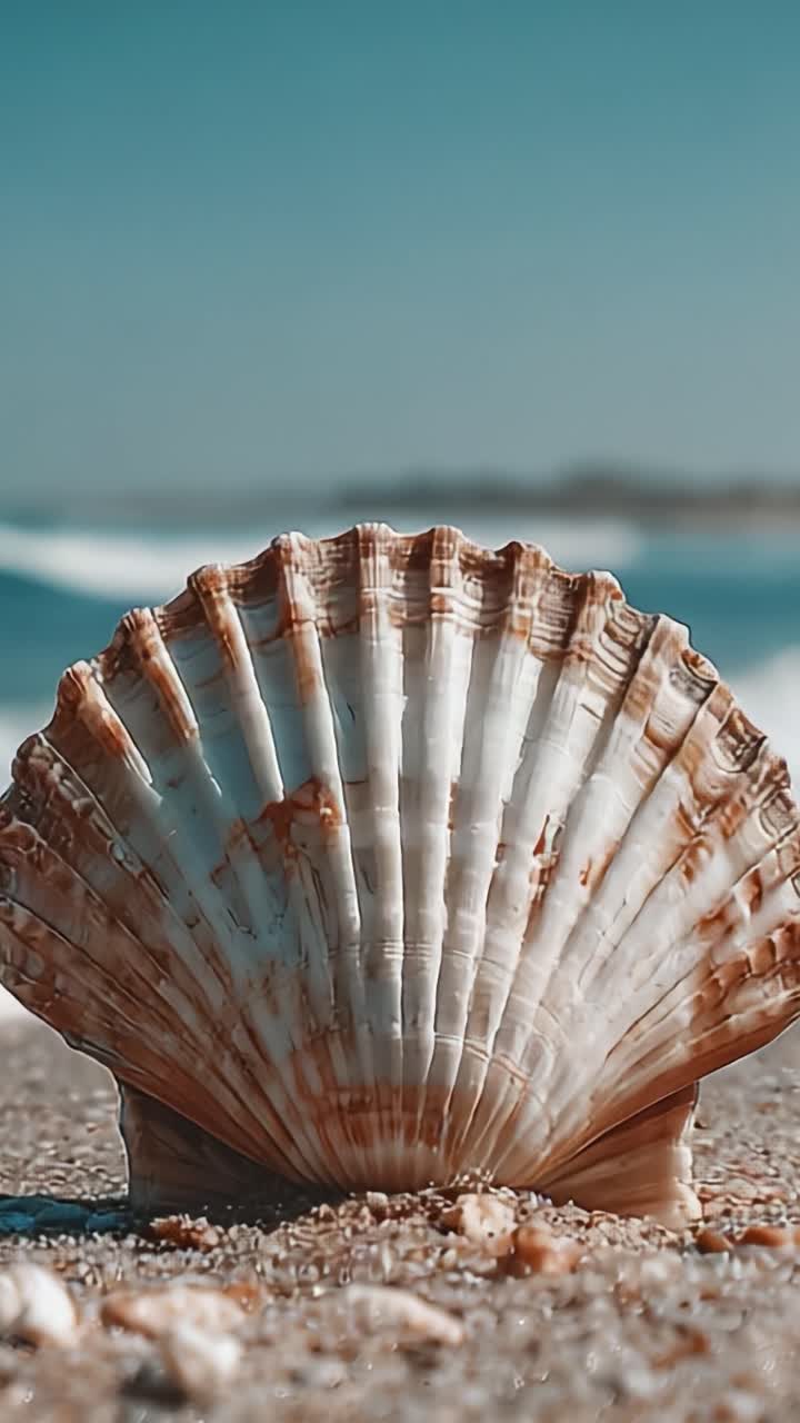 Stunning Close-Up of a Scallop Shell Resting on a Serene Beach with Gentle Waves Lapping in the Background, Capturing Nature's Intricate Beauty in Coastal Scenery
