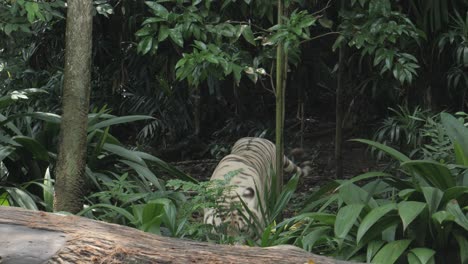 weiße tiger ruhen sich im zoo von singapur aus.